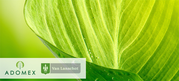 Van Lanschot participeert in groenimporteur Adomex