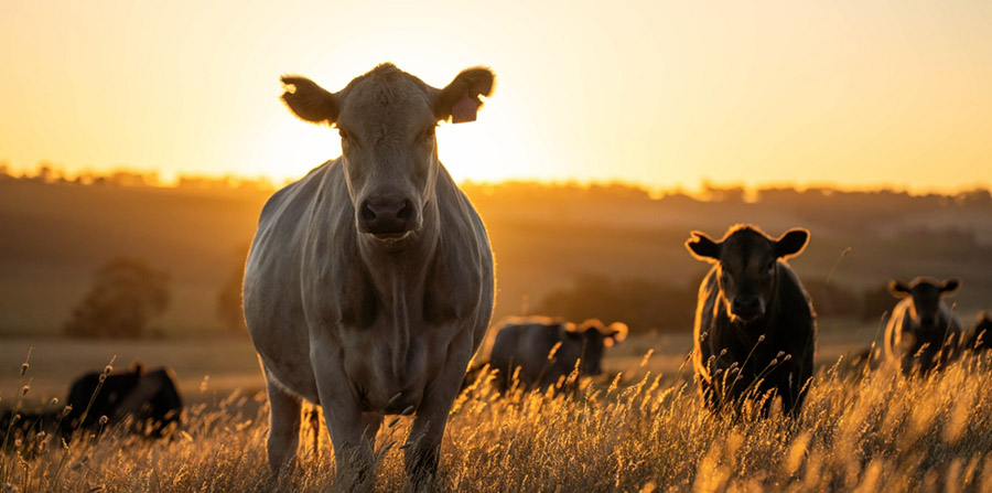 BNP Paribas maakt zich hard voor duurzame landbouw BNP Paribas maakt zich hard voor duurzame landbouw