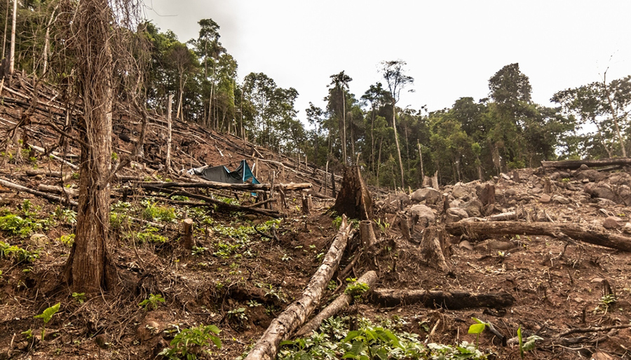 Nederlandse banken verdienden ruim €1 miljard aan financiering van ontbossing