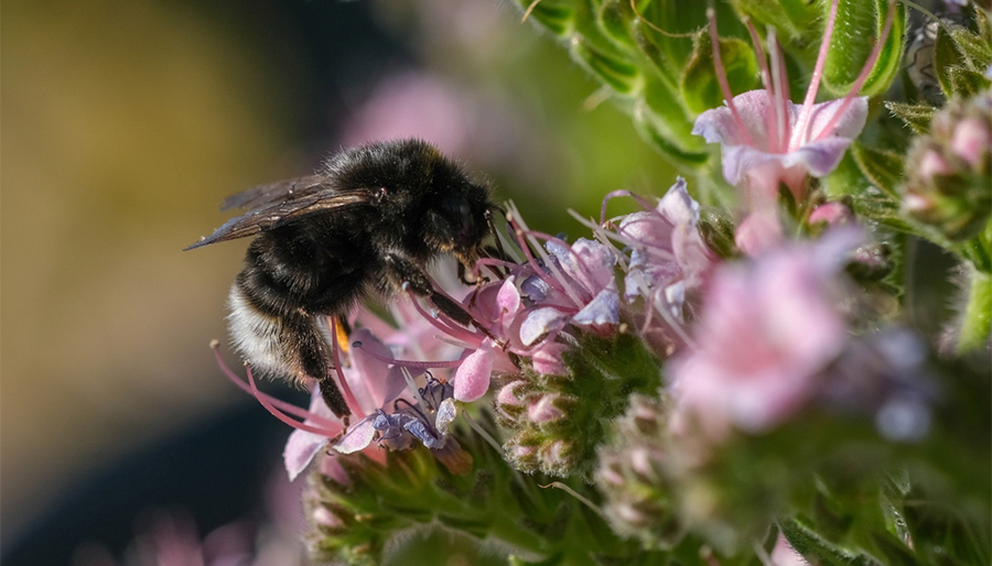 Van beloften naar portefeuilles: waarom biodiversiteit stokt in de praktijk