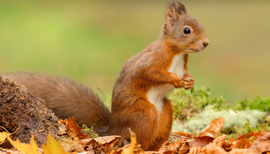 ASN Bank zet MVO-initiatieven in het zonnetje met Gouden Eekhoorn Awards