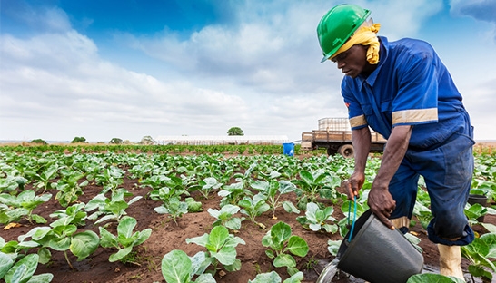 Rabobank partnert met Keniaanse fintech voor ondersteuning lokale boeren