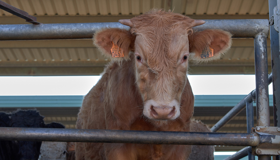 Pensioenfondsen en verzekeraars scoren zwaar onvoldoende op dierenwelzijn