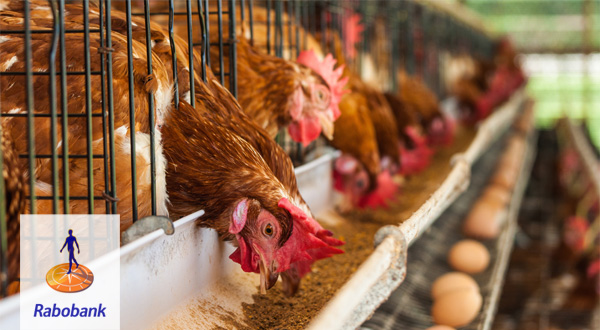 Rabobank - Pluimvee Rabobank - Pluimvee