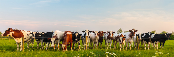 Banken betrekken bij hervorming veehouderij